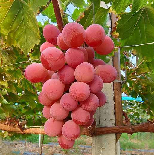 src=http___safe-img.xhscdn.com_bw1_cf5e06aa-ad2a-463c-a2e5-4e096164dbab_imageView2_2_w_1080_format_jpg&refer=http___safe-img.xhscdn.jpg